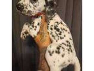 Dalmatian Puppy for sale in Mira Loma, CA, USA