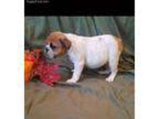 Bulldog Puppy for sale in Crossville, TN, USA