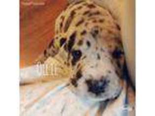Great Dane Puppy for sale in Horseheads, NY, USA