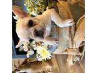 French Bulldog Puppy for sale in Wister, OK, USA