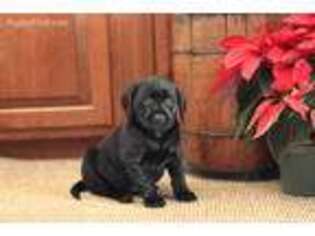 Labrador Retriever Puppy for sale in East Earl, PA, USA