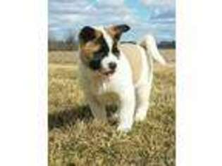 Akita Puppy for sale in Union City, OH, USA
