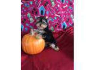 Yorkshire Terrier Puppy for sale in Tazewell, VA, USA