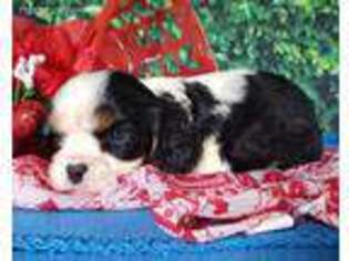 Cavalier King Charles Spaniel Puppy for sale in New Haven, IN, USA