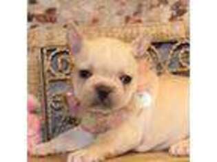 French Bulldog Puppy for sale in Wisner, LA, USA