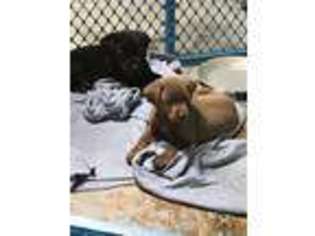 Labrador Retriever Puppy for sale in Masury, OH, USA