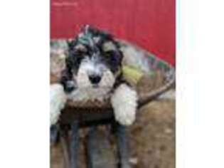 Mutt Puppy for sale in Brandon, SD, USA