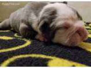 Olde English Bulldogge Puppy for sale in Eatonville, WA, USA