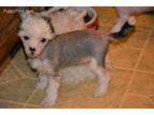 Chinese Crested Puppy for sale in Walkerton, IN, USA