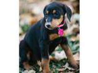 Doberman Pinscher Puppy for sale in Joseph City, AZ, USA