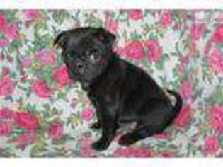 Pug Puppy for sale in York, PA, USA