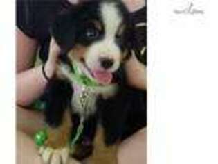Bernese Mountain Dog Puppy for sale in Evansville, IN, USA
