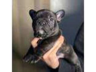 French Bulldog Puppy for sale in West Richland, WA, USA