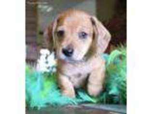 Dachshund Puppy for sale in Floresville, TX, USA