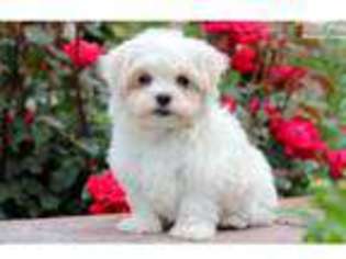 Maltese Puppy for sale in Lancaster, PA, USA