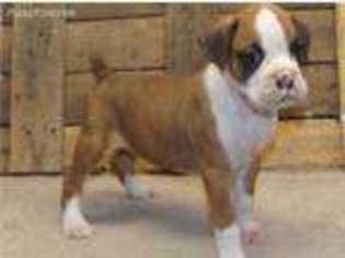 Boxer Puppy for sale in Opelousas, LA, USA