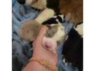 Cardigan Welsh Corgi Puppy for sale in Etowah, TN, USA
