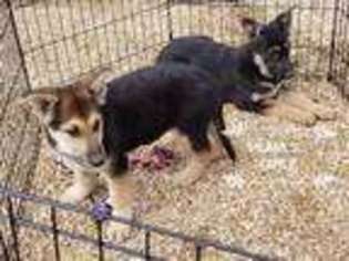 German Shepherd Dog Puppy for sale in Houston, MO, USA
