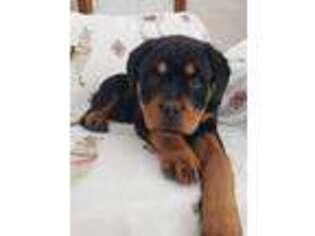 Rottweiler Puppy for sale in Minerva, OH, USA