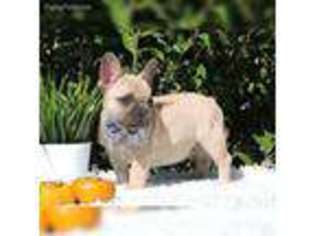 French Bulldog Puppy for sale in Kempner, TX, USA