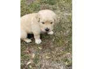 Golden Retriever Puppy for sale in Broxton, GA, USA
