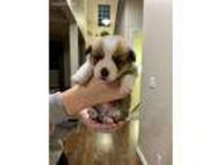 Pembroke Welsh Corgi Puppy for sale in Colorado Springs, CO, USA