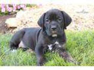 Mutt Puppy for sale in Harrisburg, PA, USA