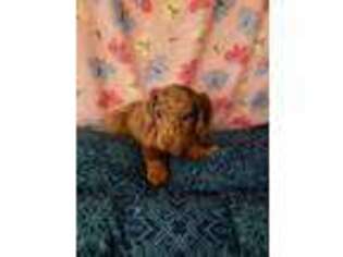Dachshund Puppy for sale in Howard Beach, NY, USA