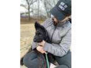 Dutch Shepherd Dog Puppy for sale in Ball Ground, GA, USA