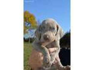 Weimaraner Puppy for sale in Seymour, MO, USA