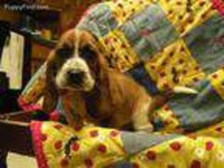 Basset Hound Puppy for sale in Mount Jewett, PA, USA