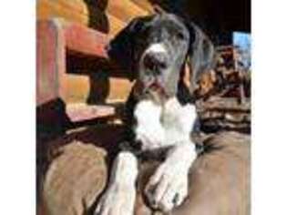 Great Dane Puppy for sale in Moores Hill, IN, USA