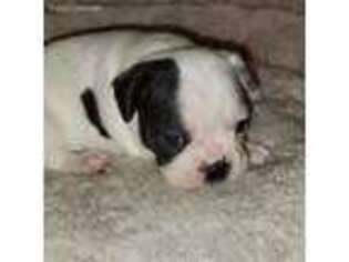 Mutt Puppy for sale in Geneseo, IL, USA