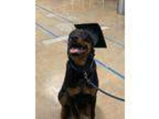 Rottweiler Puppy for sale in Joliet, IL, USA