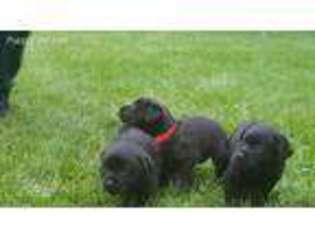 Rottweiler Puppy for sale in Country Club Hills, IL, USA