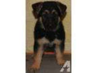 German Shepherd Dog Puppy for sale in OMAHA, NE, USA