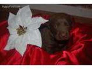Labrador Retriever Puppy for sale in Bryant, AL, USA