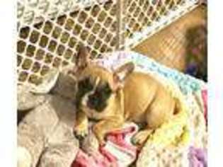 French Bulldog Puppy for sale in Menomonee Falls, WI, USA