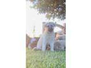 Anatolian Shepherd Puppy for sale in San Francisco, CA, USA