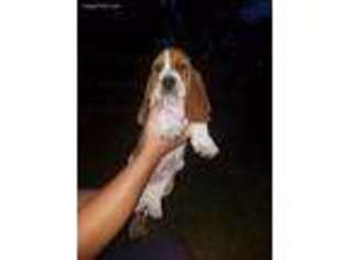 Basset Hound Puppy for sale in Fulton, MO, USA