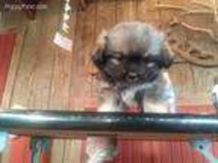 Tibetan Spaniel Puppy for sale in Linden, IN, USA