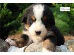 Bernese Mountain Dog Puppy for sale in Battle Creek, MI, USA