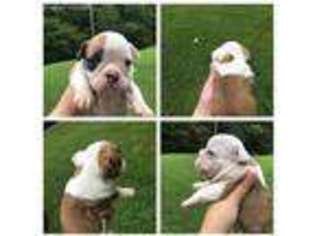 Bulldog Puppy for sale in Booneville, KY, USA