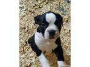 Olde English Bulldogge Puppy for sale in Hempstead, NY, USA