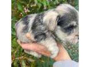 Mutt Puppy for sale in Belen, NM, USA