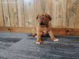 American Bull Dogue De Bordeaux Puppy for sale in Millersburg, OH, USA