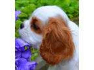 Cavalier King Charles Spaniel Puppy for sale in Roberts, MT, USA