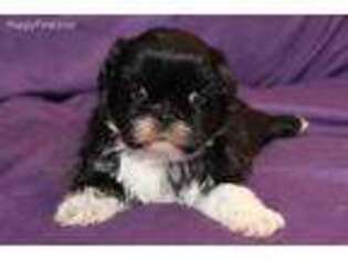 Shih-Poo Puppy for sale in Clarkson, KY, USA