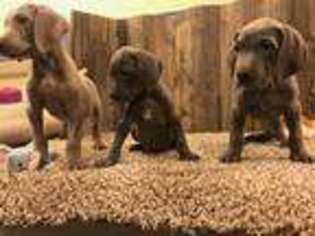 Weimaraner Puppy for sale in Saint Peters, MO, USA