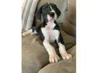 Great Dane Puppy for sale in Plain City, OH, USA